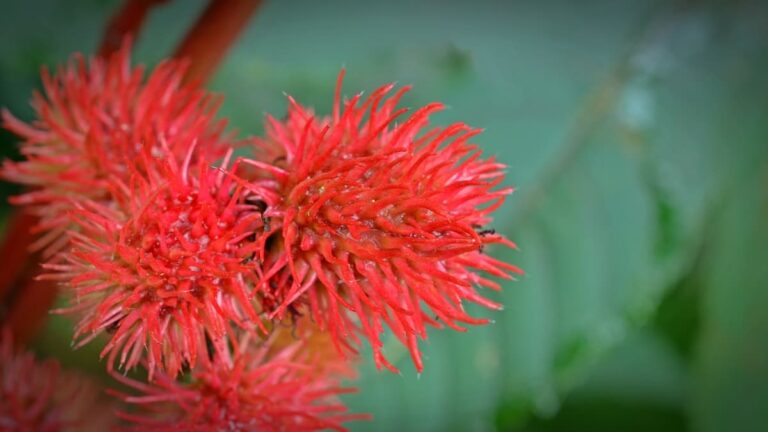 Red castor flower